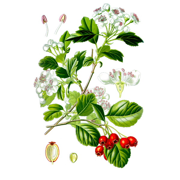 Боярышник, цветки