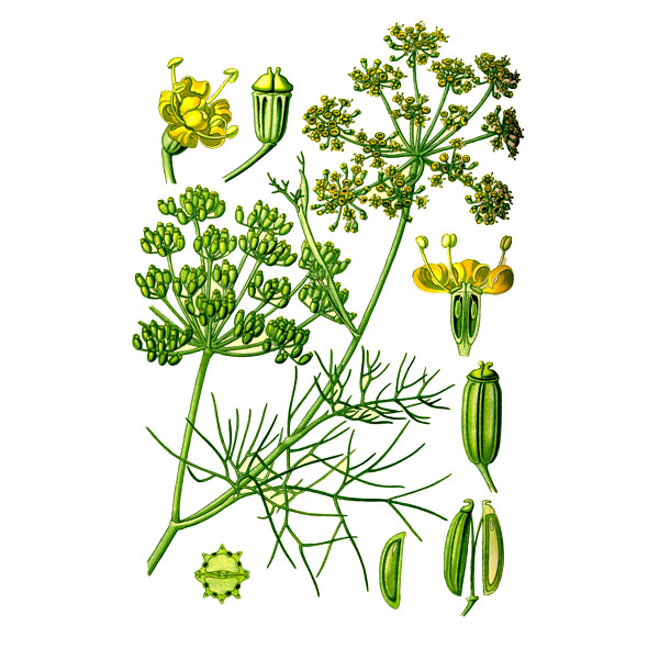 Фенхеля плоды, плоды