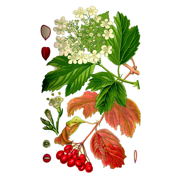 Калины, кора