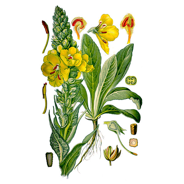 Коровяк скипетровидный, трава